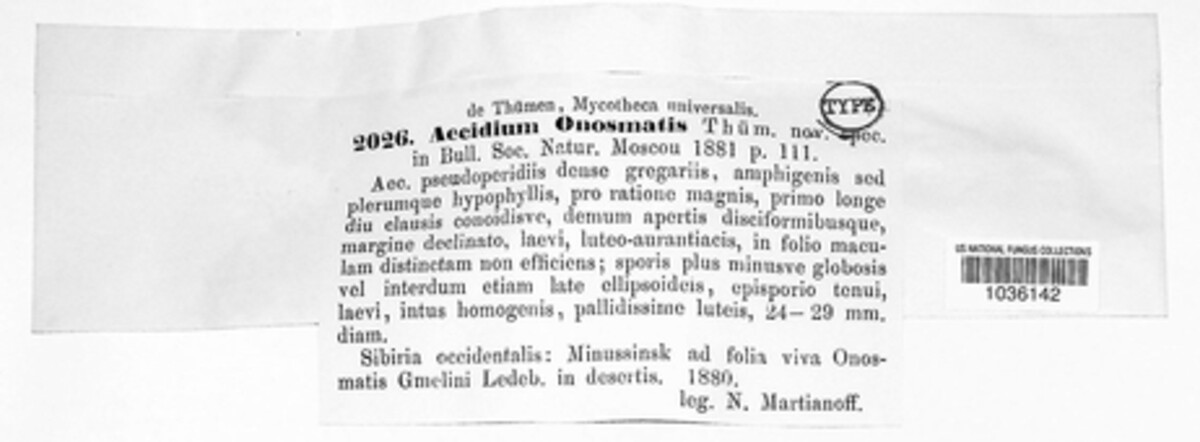 Aecidium onosmatis image